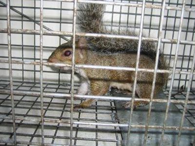 Bucks County squirrel control