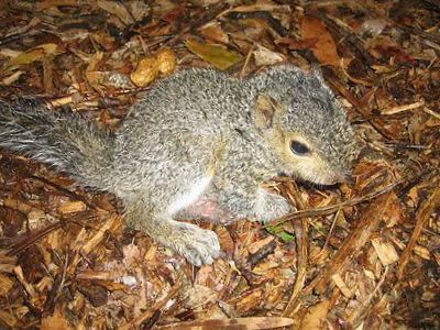 squirrel trapping